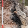 Spannende Brandschicht in einem Baumwurf, später findet sich selbige auch im Schutt auf der Ringmauer.